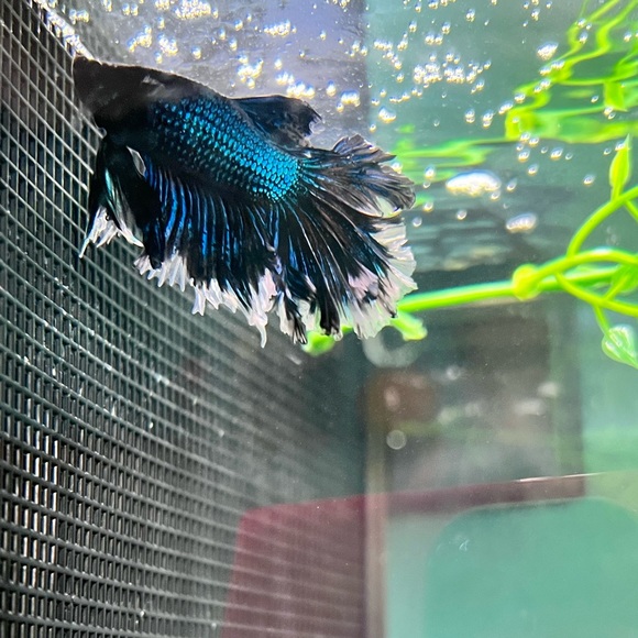 Meet your Posher, Jennifer - Picture 12 of 16